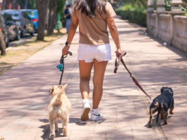 Mascotas en casaestos son algunos  lugares Pet Friendly