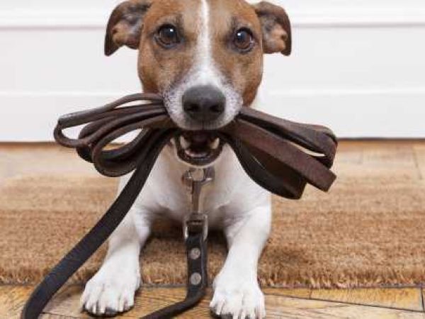 Mascotas en casa Â¿DÃ³nde los llevo a pasear?