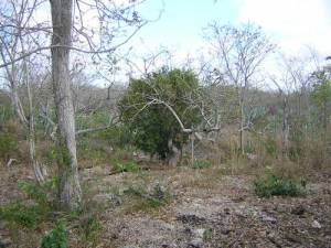 Beautiful lot at Cuzama, Yucatan (Cenotes area). 1