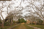 Hacienda Cauca en Temax, Yucatan. Camino de acceso