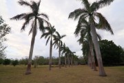 Hacienda Cauca en Temax, Yucatan. Palmeras