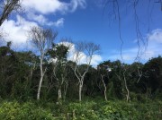 Cattle ranch near Merida. Woodland